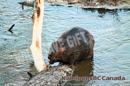 Kamloops City Postcard Beaver