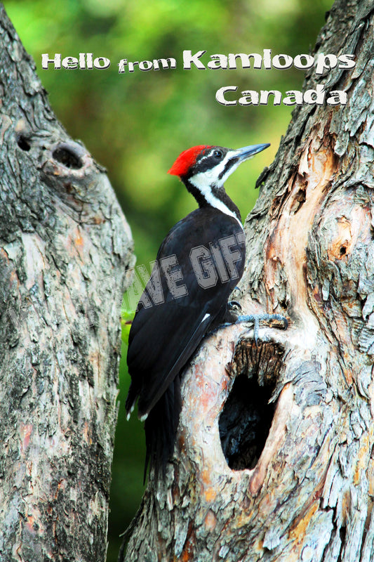 Kamloops City Postcard Pileated Woodpecker