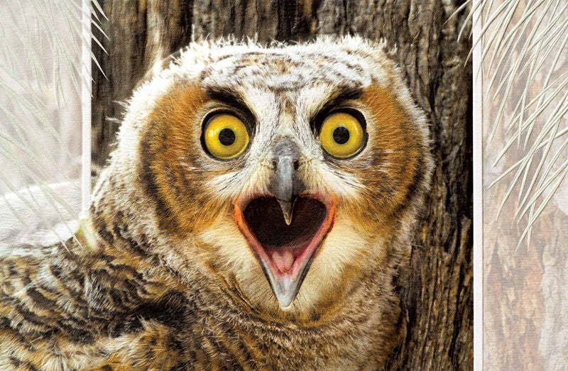 PP Congrats Card Great Horned Owlet