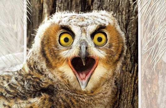 PP Congrats Card Great Horned Owlet