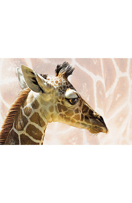 PP Birthday Card Baby Giraffe